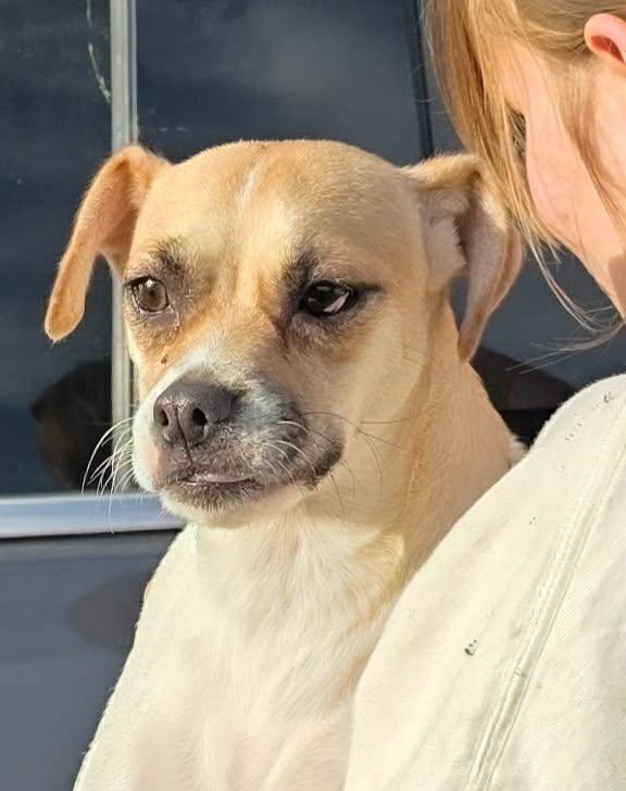 Jelly Bean, Adopted, Young Female Chihuahua.