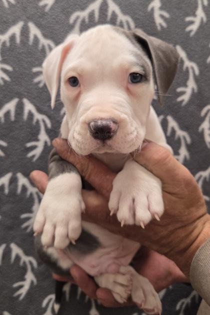 Enlarge Frosty, a Adoptable mixed breed in Malvern, PA image 1/2
