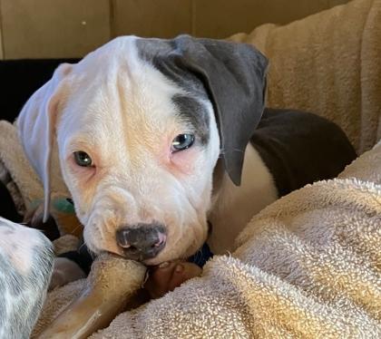 Enlarge Frosty, a Adoptable mixed breed in Malvern, PA image 2/2