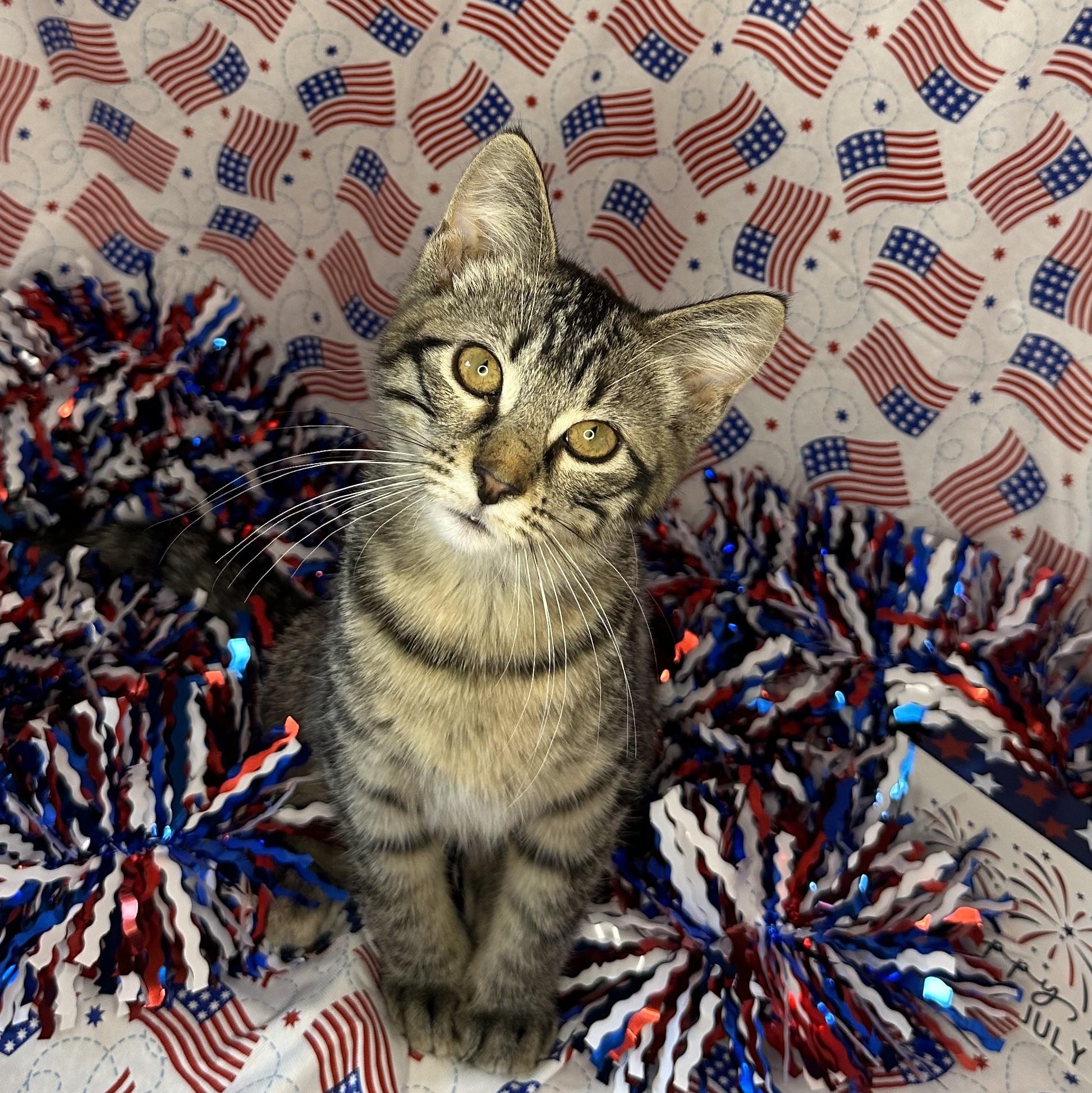 Churro & Misfit (bonded pair), an adoptable Siberian, Maine Coon in Mount Vernon, IL, 62864 | Photo Image 3