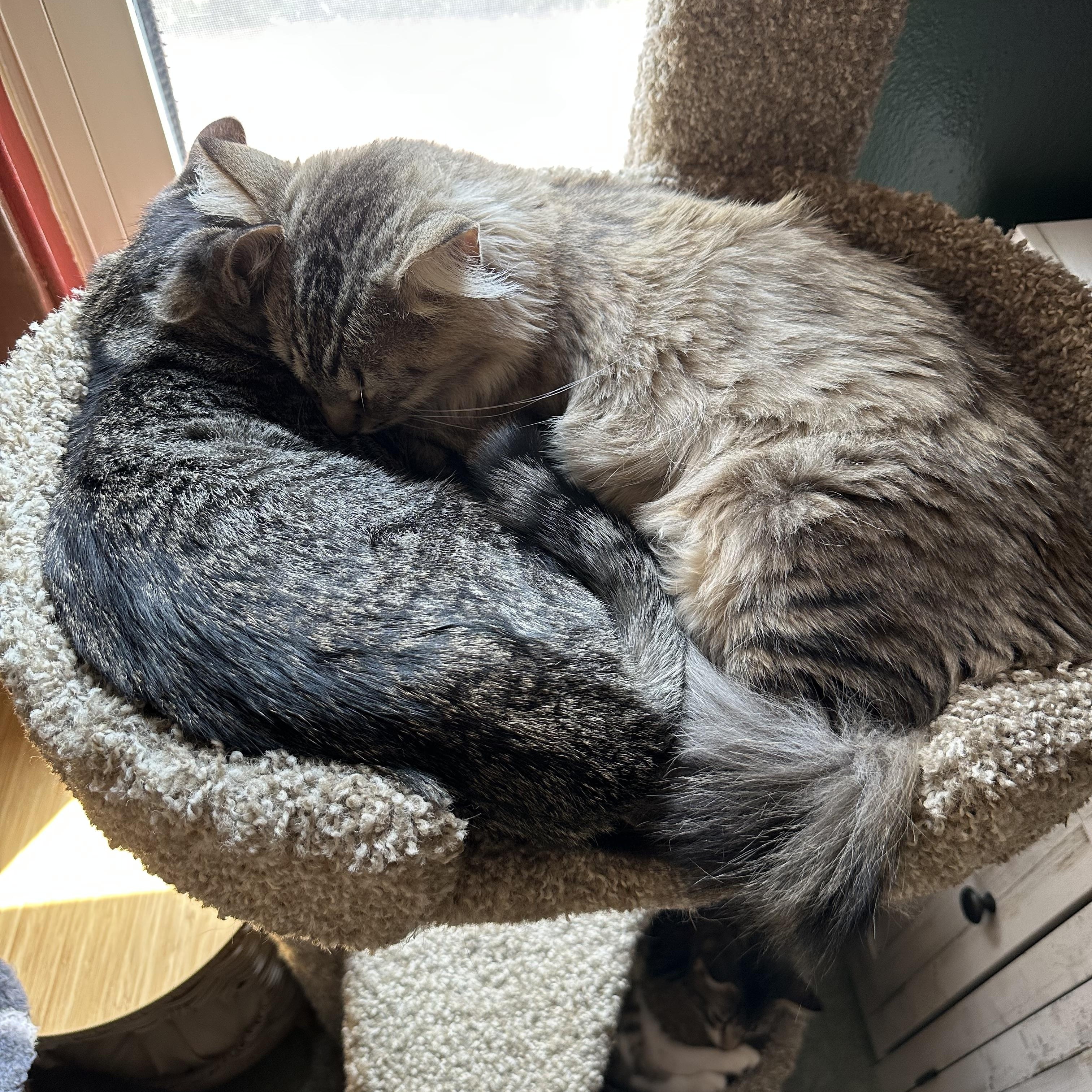Churro & Misfit (bonded pair), an adoptable Siberian, Maine Coon in Mount Vernon, IL, 62864 | Photo Image 4