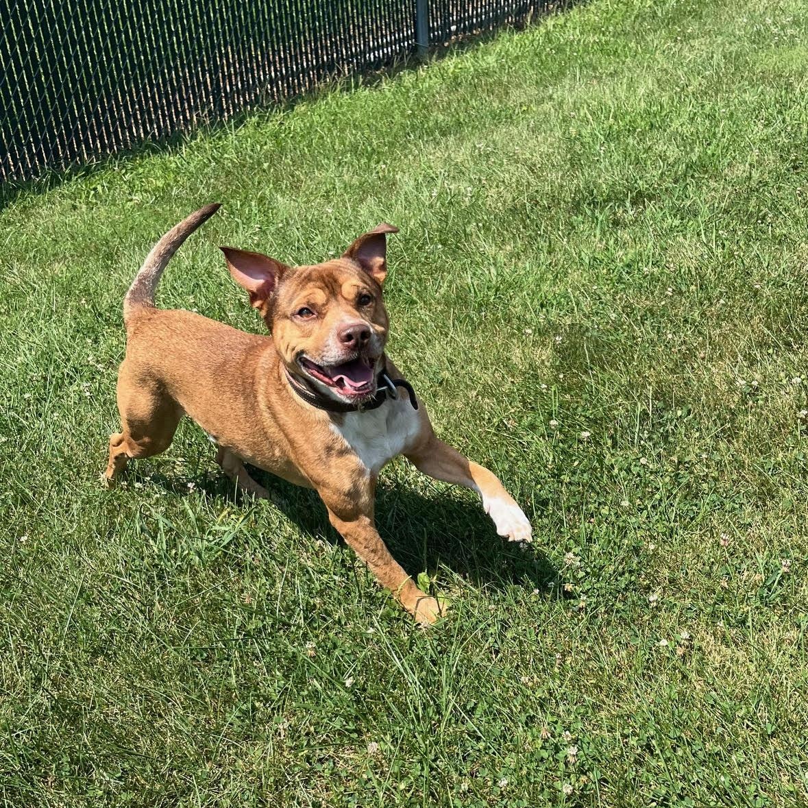 Douglas, a Adoptable mixed breed in West Jefferson, OH image 3/5
