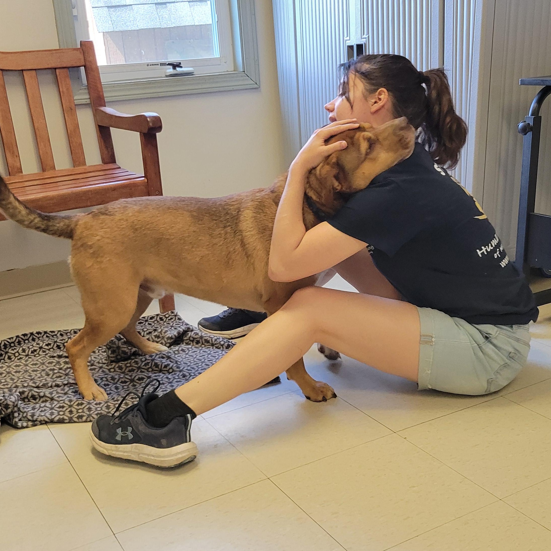 Douglas, a Adoptable mixed breed in West Jefferson, OH image 3/6