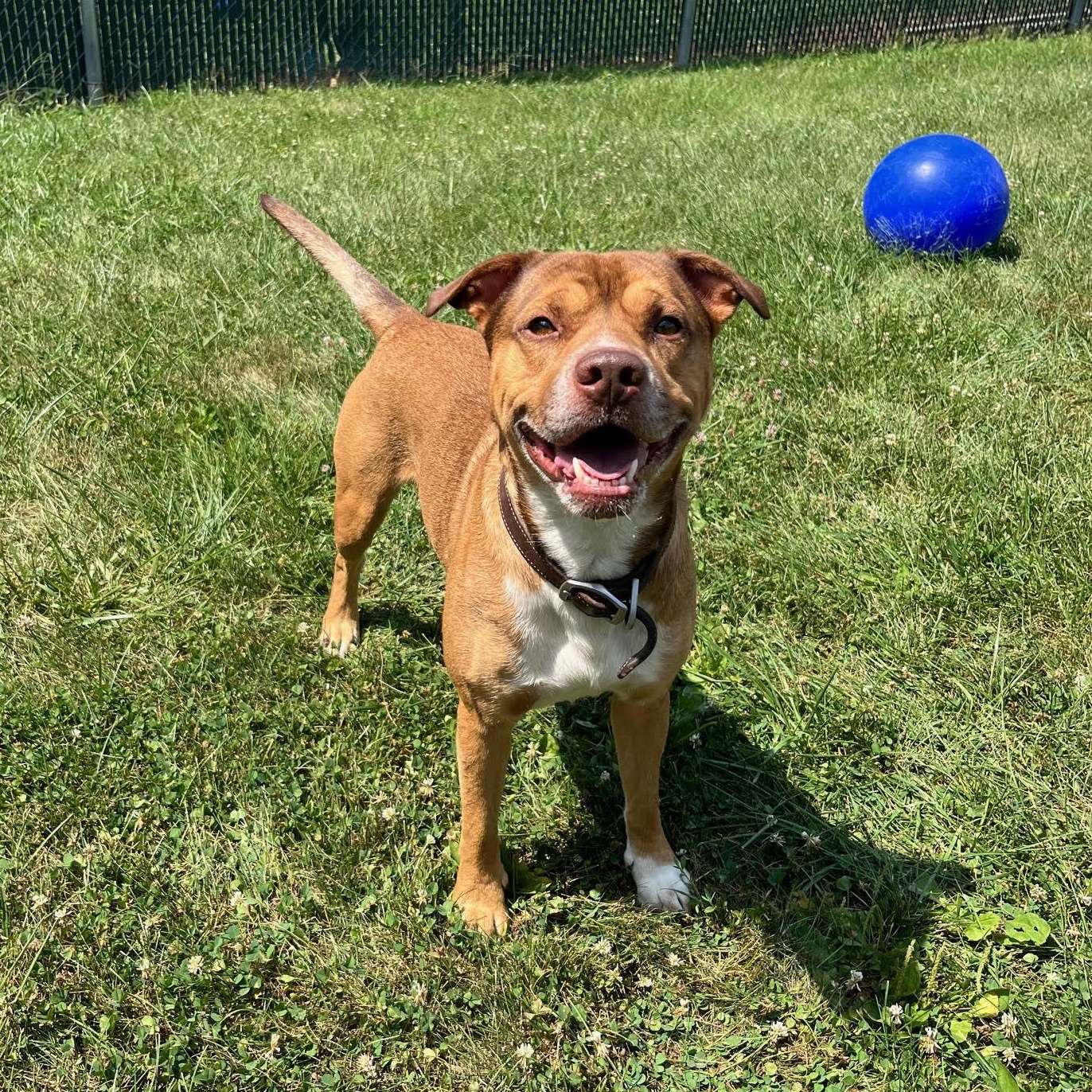 Douglas, Adoptable, Adult Male Terrier.