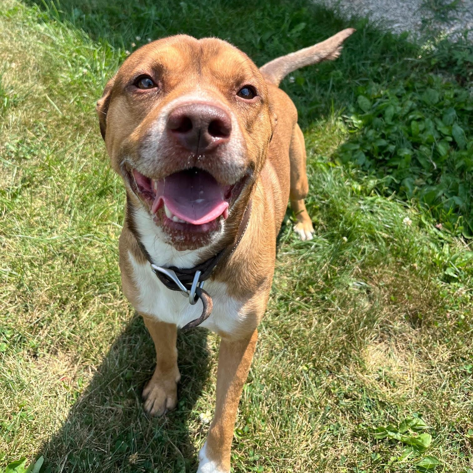 Douglas, a Adoptable mixed breed in West Jefferson, OH image 5/5