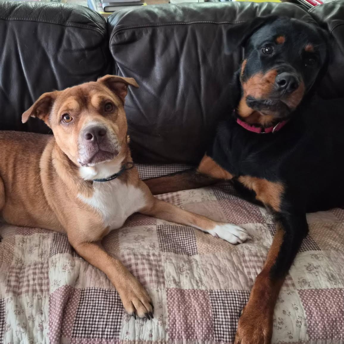 Enlarge Douglas - In Foster, an adopted mixed breed in West Jefferson, OH image 2/6
