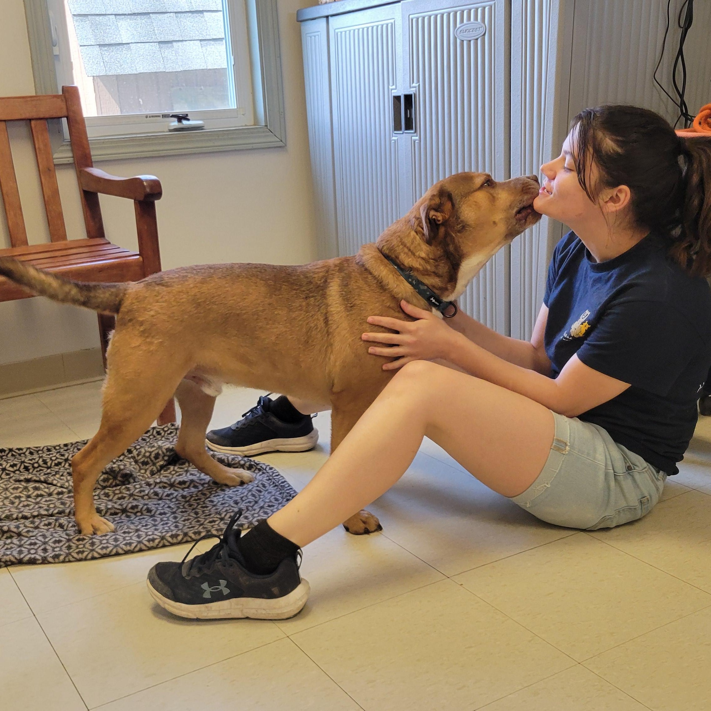 Douglas, Adoptable, Adult Male Mixed Breed.
