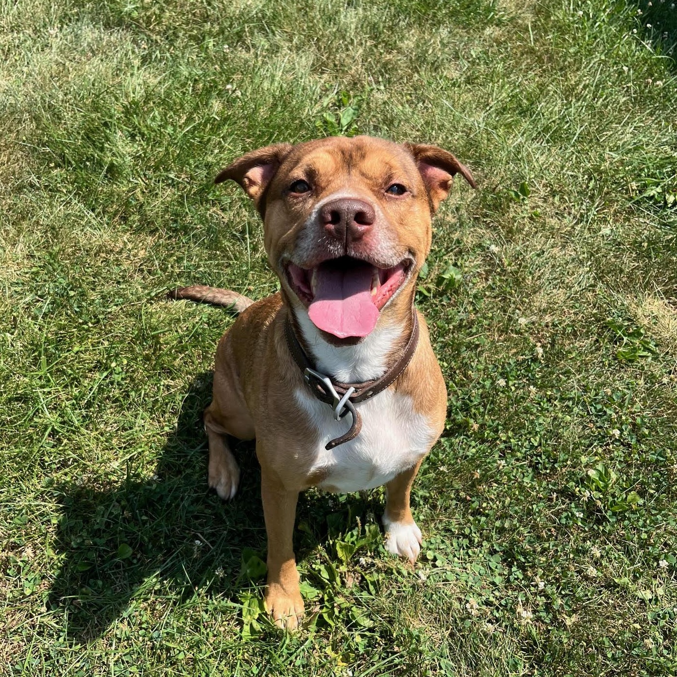 Douglas, a Adoptable mixed breed in West Jefferson, OH image 1/5