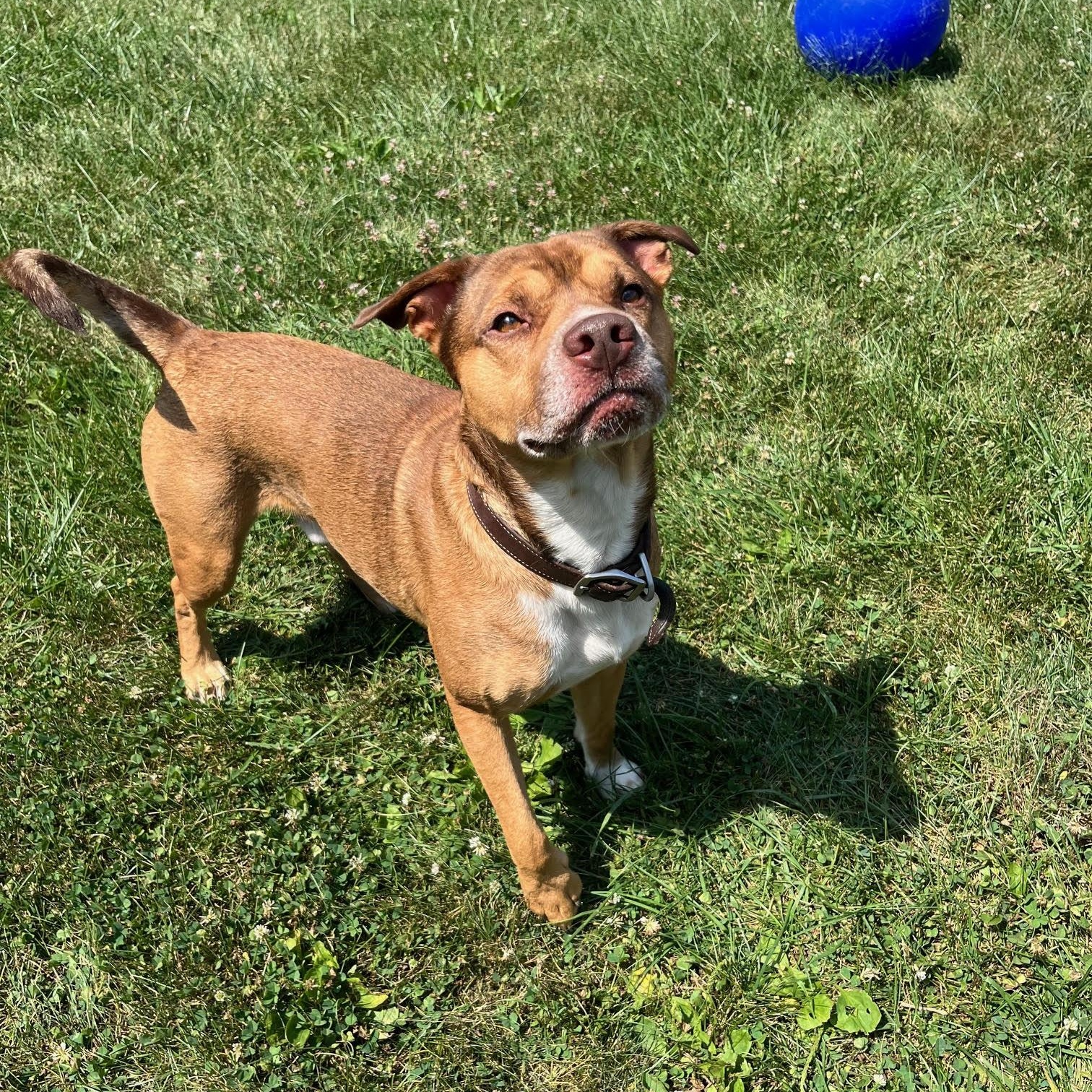 Douglas, a Adoptable mixed breed in West Jefferson, OH image 4/5
