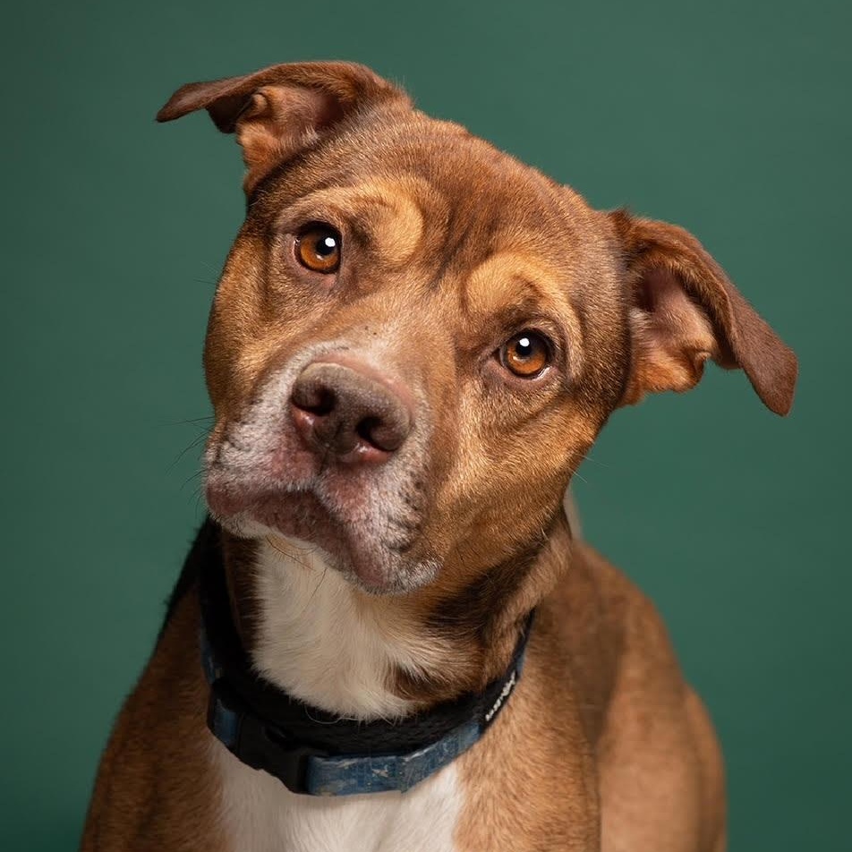 Douglas, Adoptable, Adult Male Terrier.