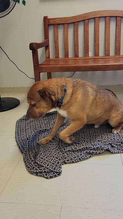 Enlarge Douglas, a Adoptable mixed breed in West Jefferson, OH video 6/6
