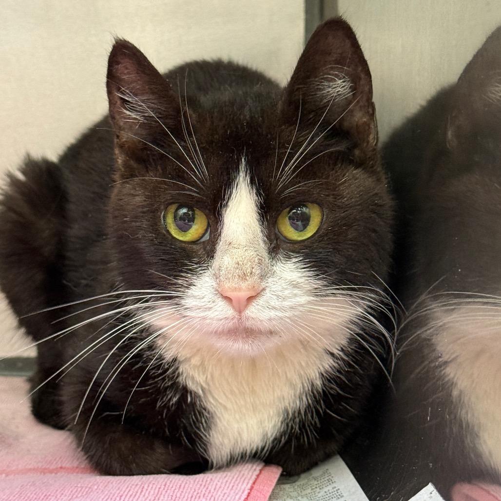 Bowie 34, Adoptable, Adult Female Domestic Short Hair.