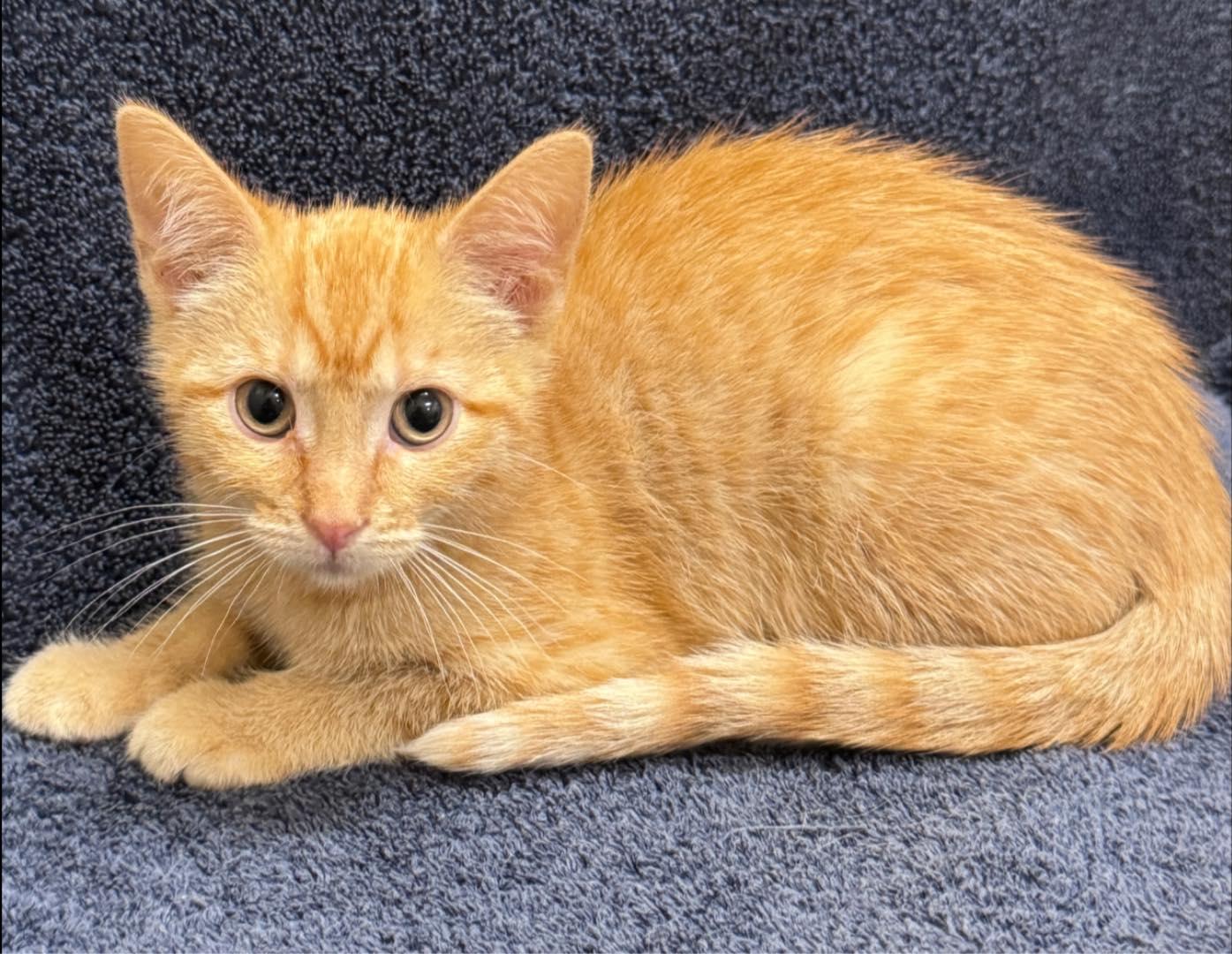 Napa, ADOPTABLE, Kitten Female Domestic Short Hair.
