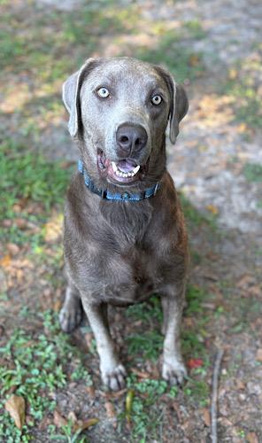 Rodger, a Adoptable Chocolate Labrador Retriever image 1/5