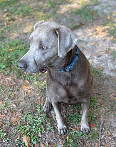 Rodger, a Adoptable Chocolate Labrador Retriever image 4/5