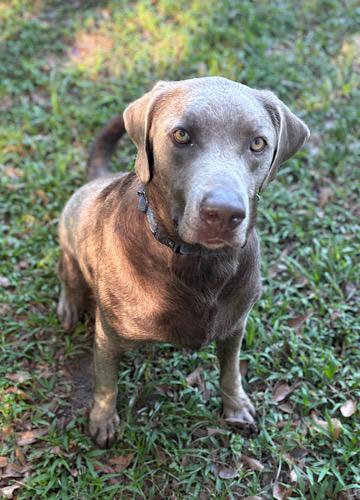 Rodger, a Adoptable Chocolate Labrador Retriever image 5/5