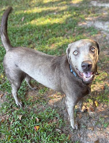 Rodger, a Adoptable Chocolate Labrador Retriever image 3/5