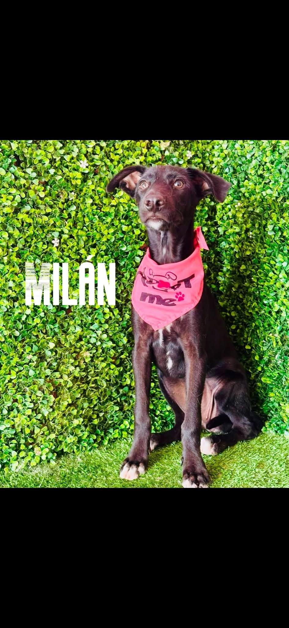 MILAN, Adoptable, Puppy Female Labrador Retriever.