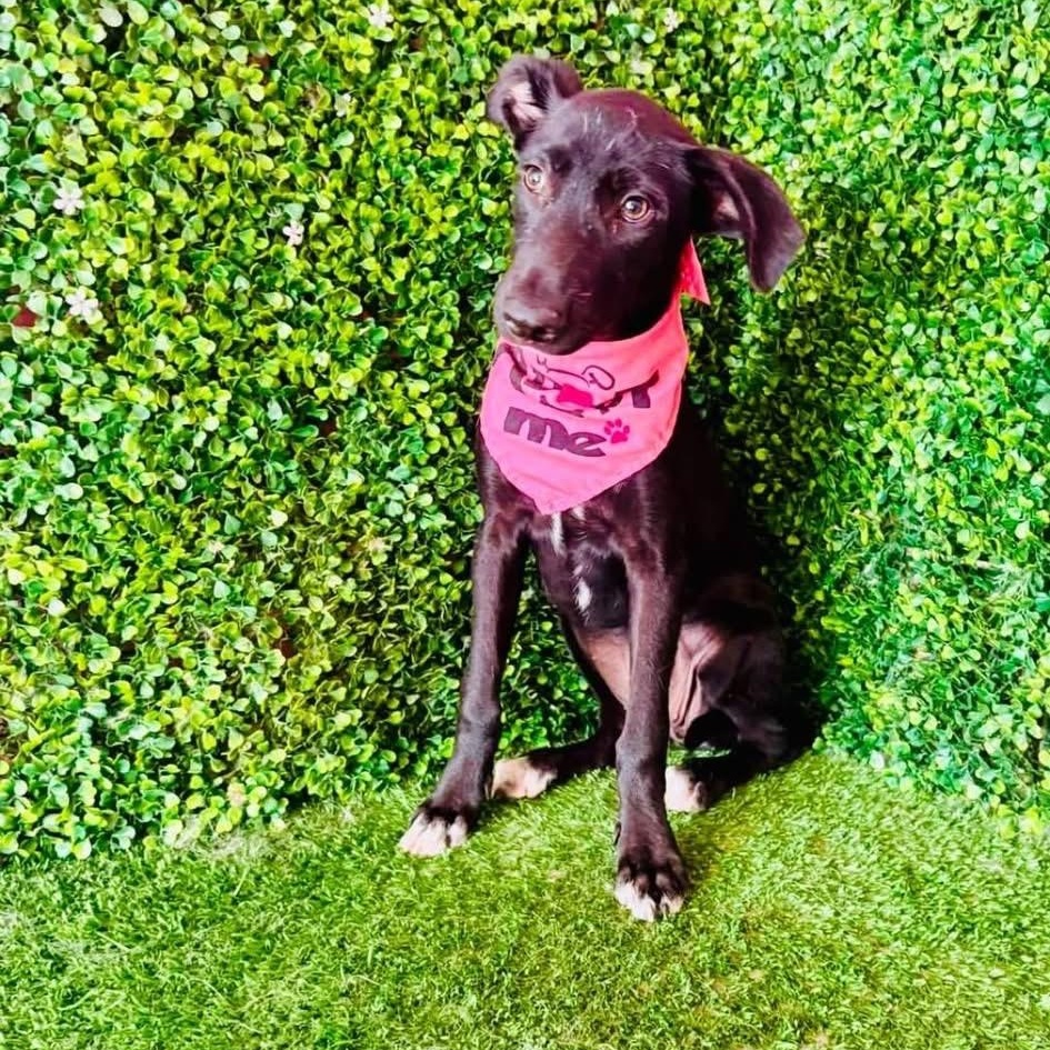 Enlarge MILAN, a Adoptable mixed breed in Langley, BC image 5/6