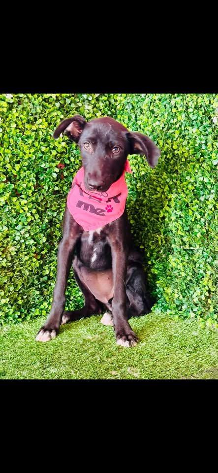 Enlarge MILAN, a Adoptable mixed breed in Langley, BC image 6/6