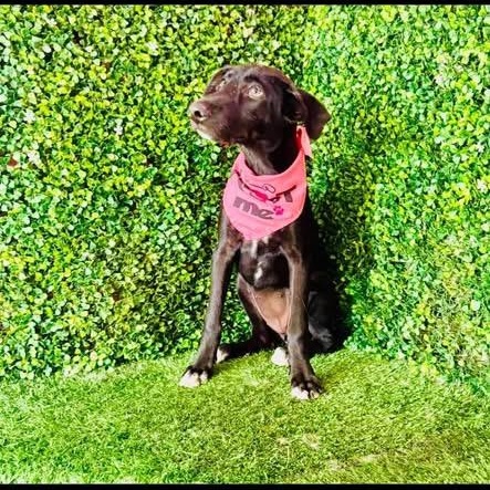 Enlarge MILAN, a Adoptable mixed breed in Langley, BC image 2/6