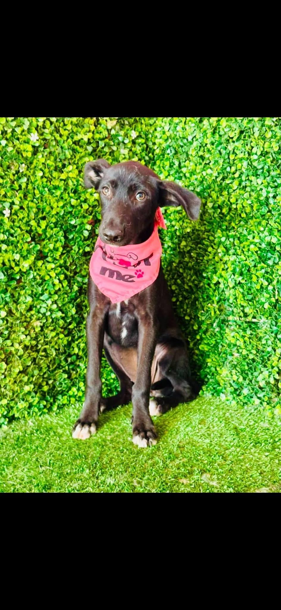 Enlarge MILAN, a Adoptable mixed breed in Langley, BC image 4/6