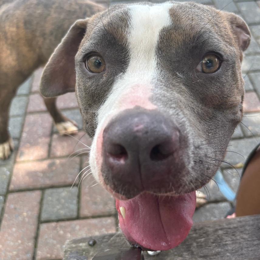 Enlarge Hank, a Adoptable Pit Bull Terrier in Oceanside, NY image 3/6