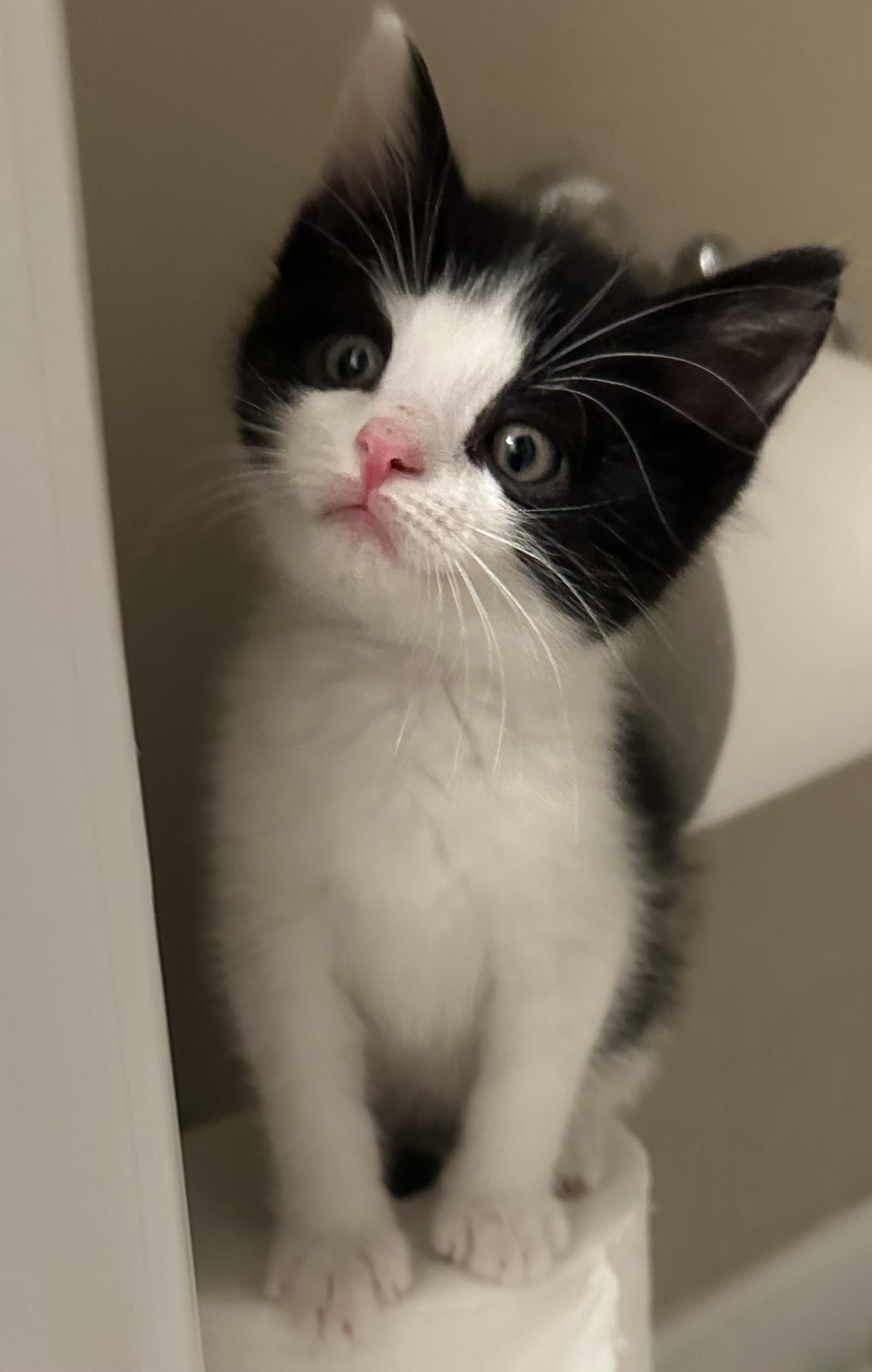Pete