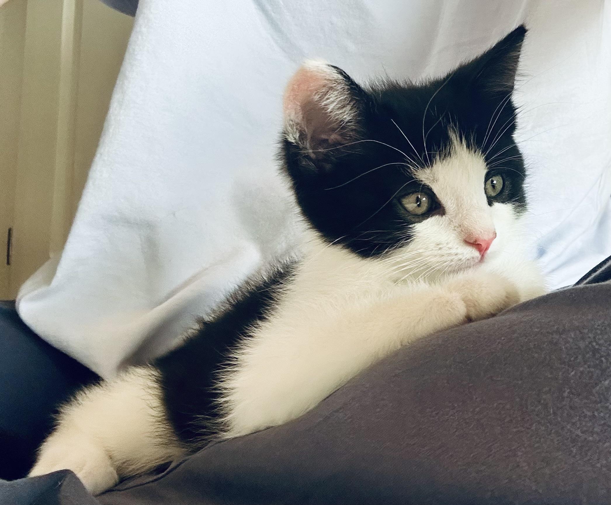 Pete