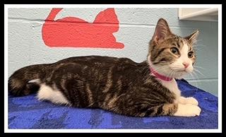 SUKI, Adoptable, Young Female Domestic Short Hair.