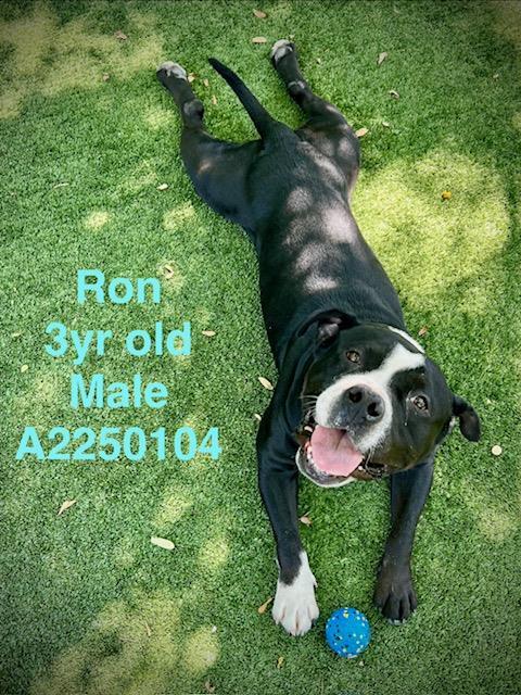 RON, Adoptable, Adult Male American Staffordshire Terrier.