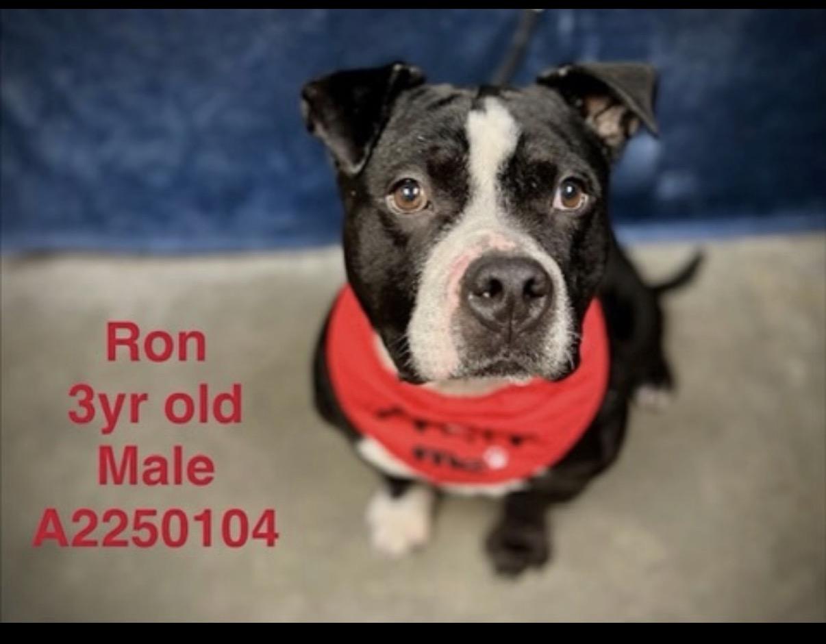 RON, Adoptable, Adult Male American Staffordshire Terrier.