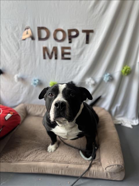 Enlarge RON, a Adoptable American Staffordshire Terrier in Chatsworth, CA image 1/1