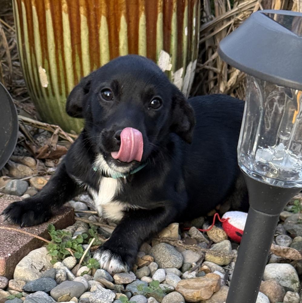 Leia — thumbnail 2