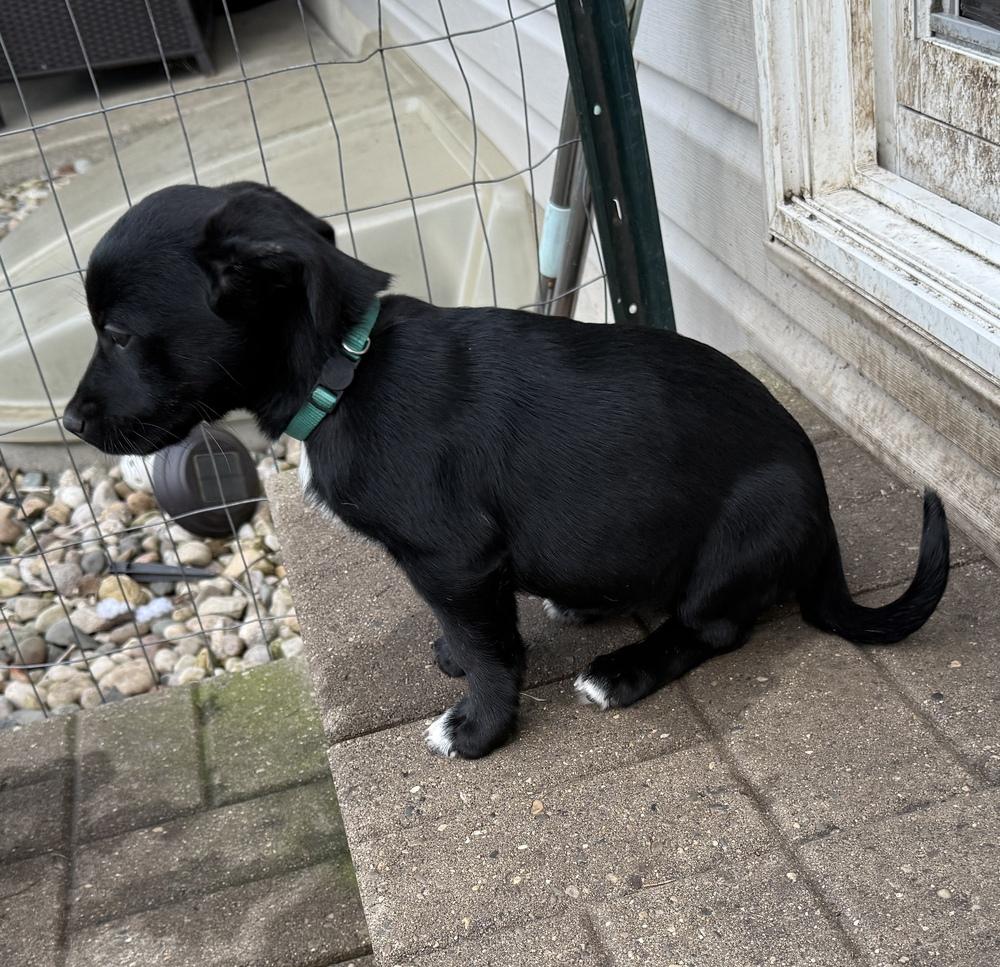 Leia — thumbnail 3