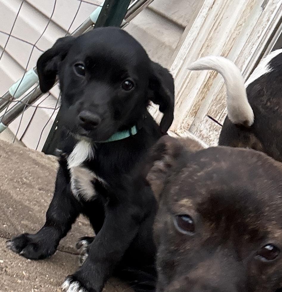 Leia — thumbnail 4