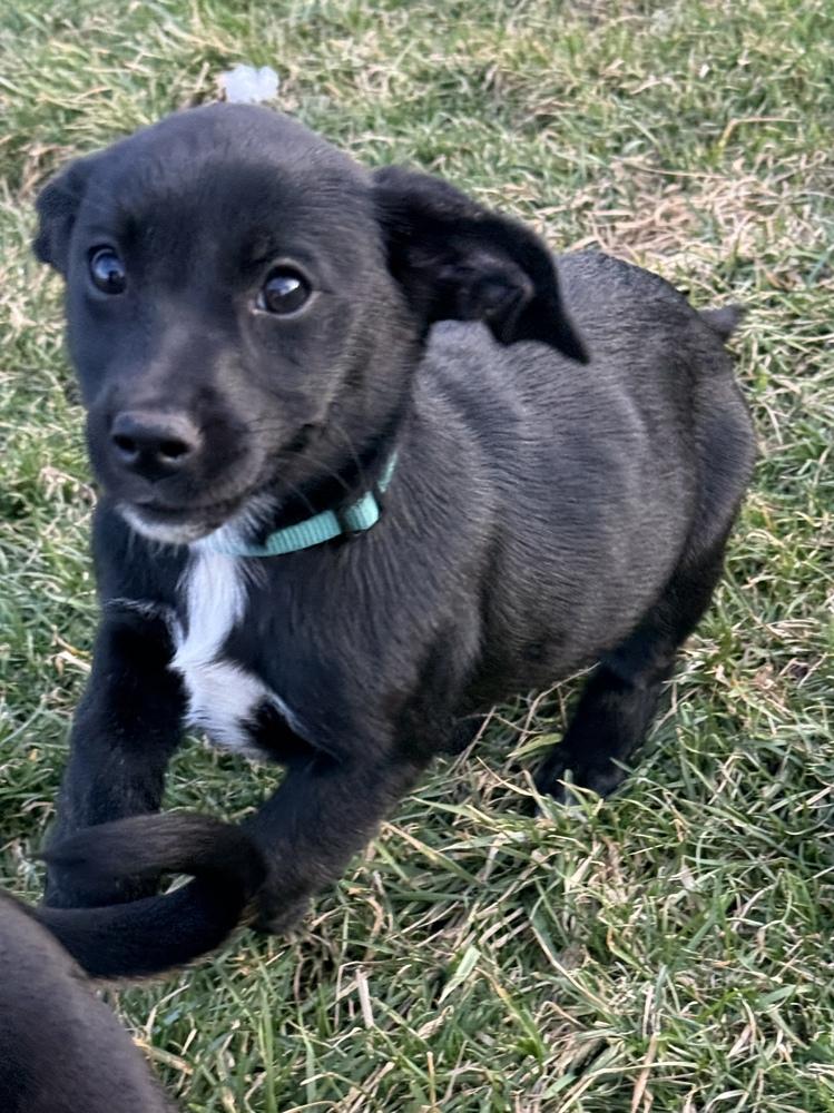 Leia — thumbnail 5