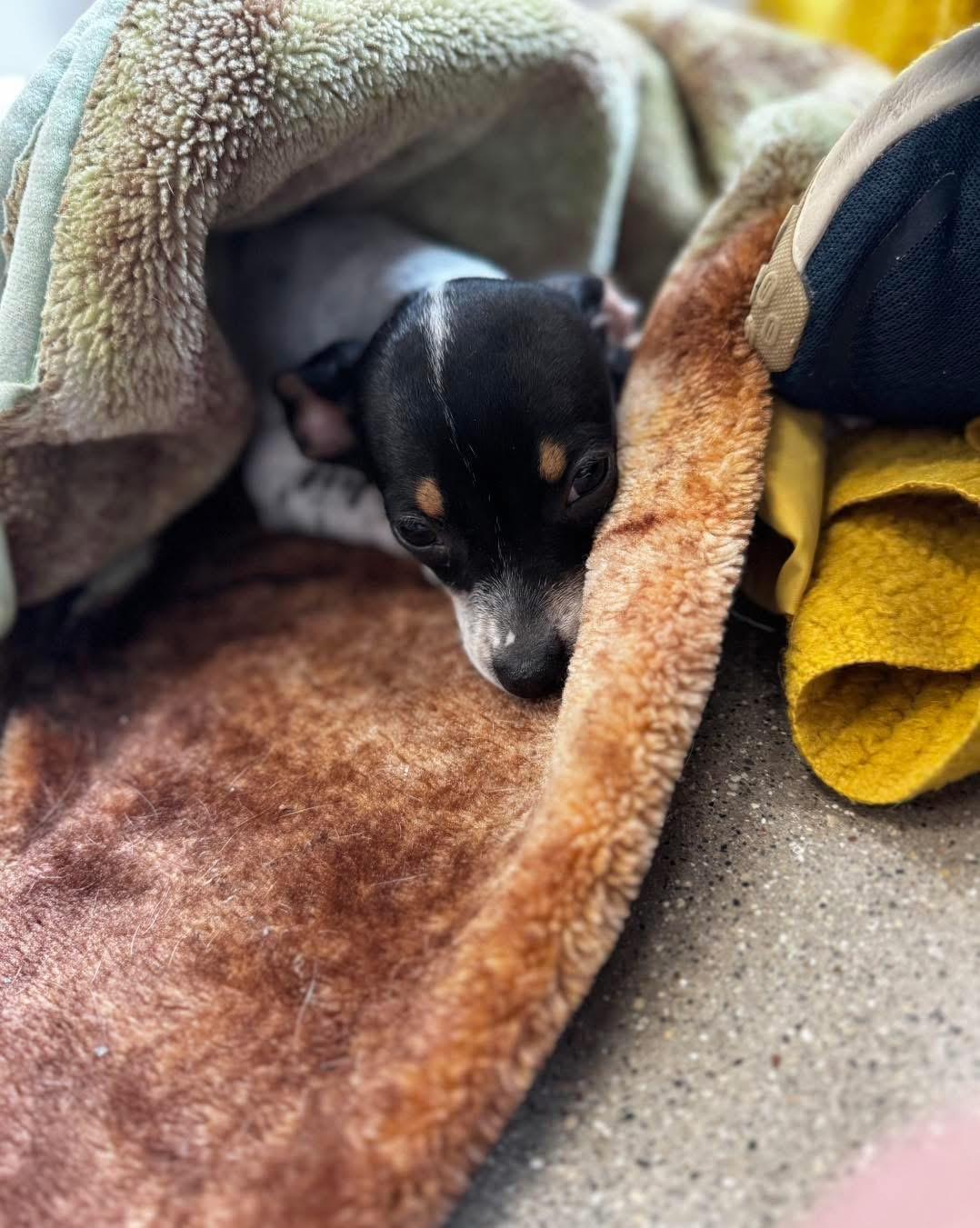 Enlarge Sausage - The Pizza Litter, a ADOPTABLE mixed breed in Kentwood, MI image 6/6