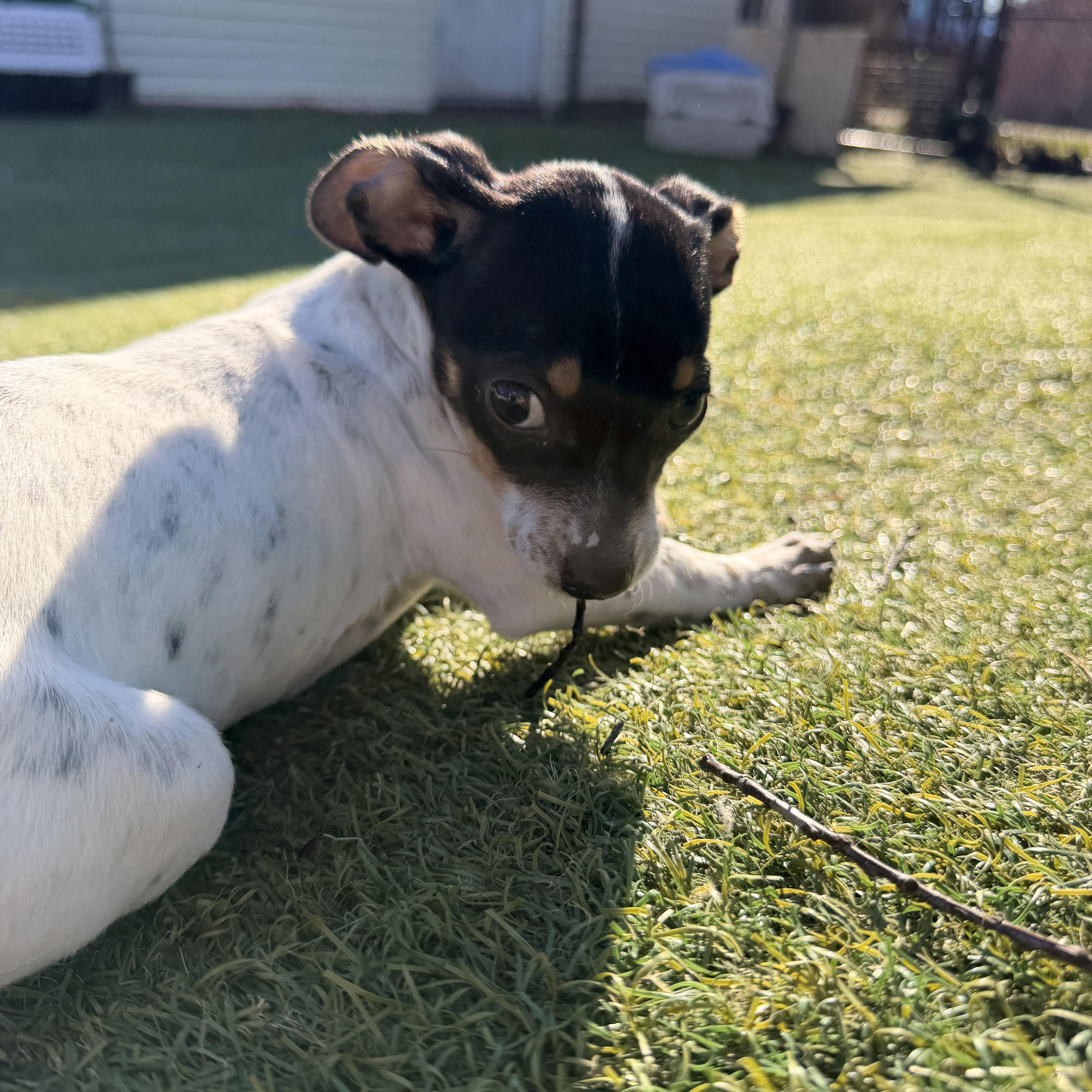 Enlarge Sausage - The Pizza Litter, a ADOPTABLE mixed breed in Kentwood, MI image 5/6