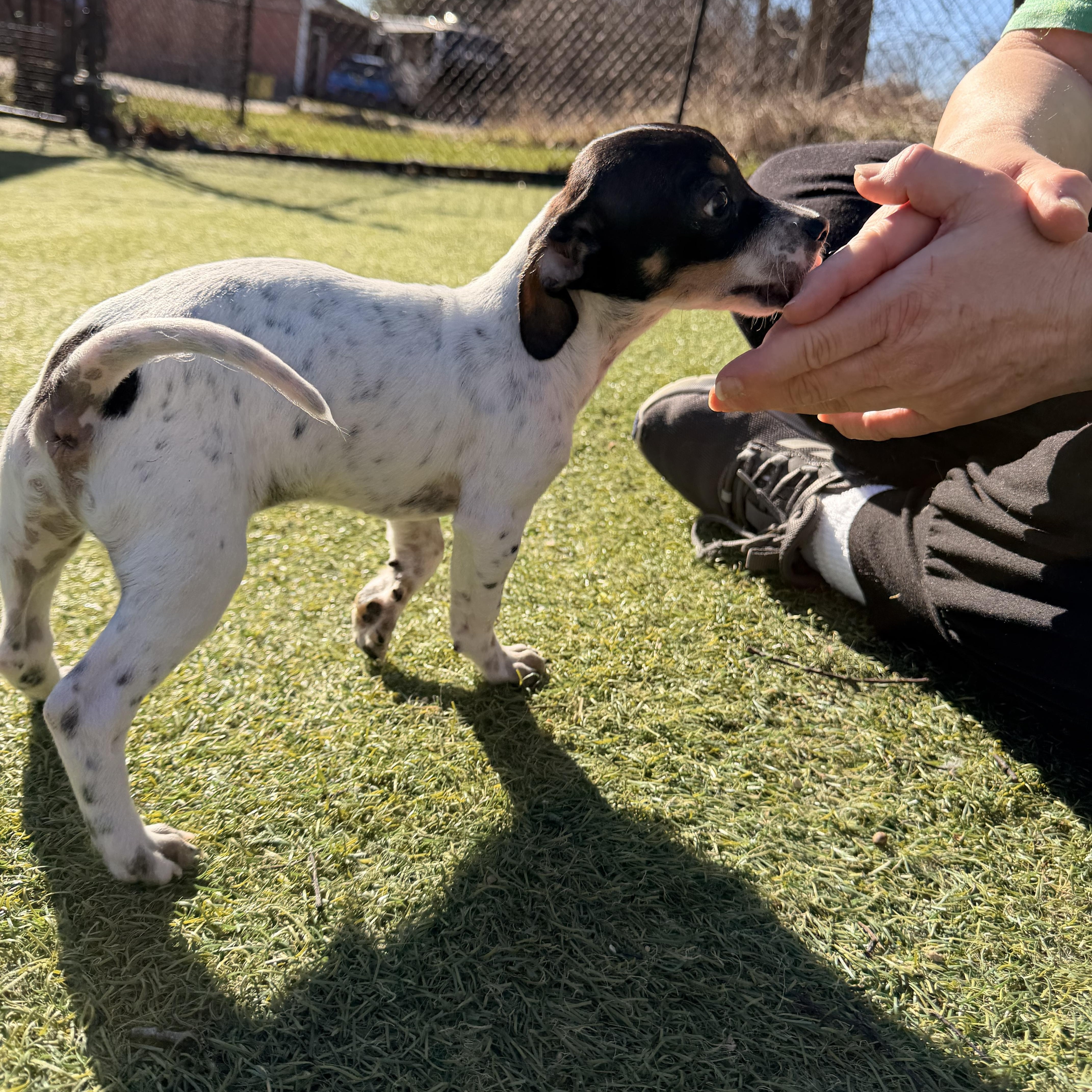 Enlarge Sausage - The Pizza Litter, a ADOPTABLE mixed breed in Kentwood, MI image 3/6