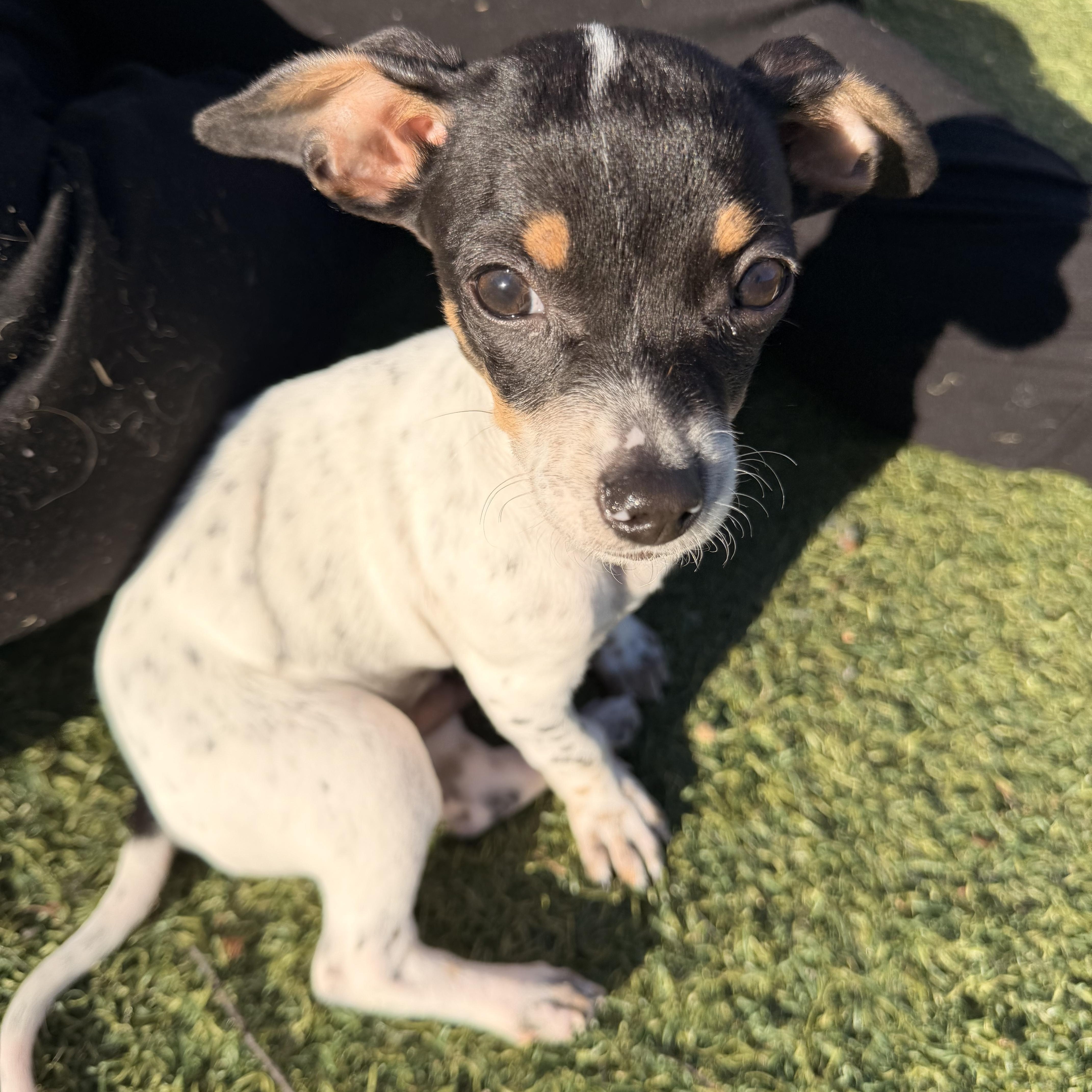 Enlarge Sausage - The Pizza Litter, a ADOPTABLE mixed breed in Kentwood, MI image 1/6