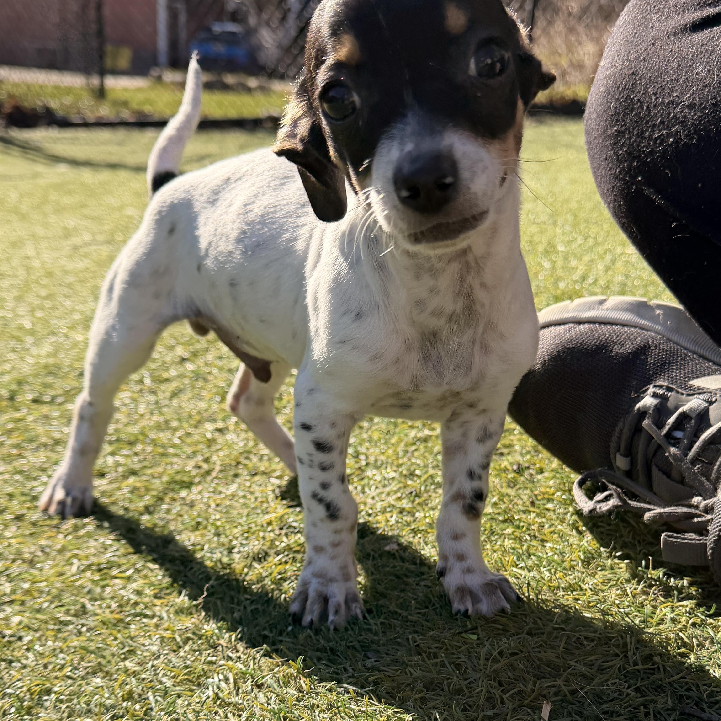 Enlarge Sausage - The Pizza Litter, a ADOPTABLE mixed breed in Kentwood, MI image 4/6