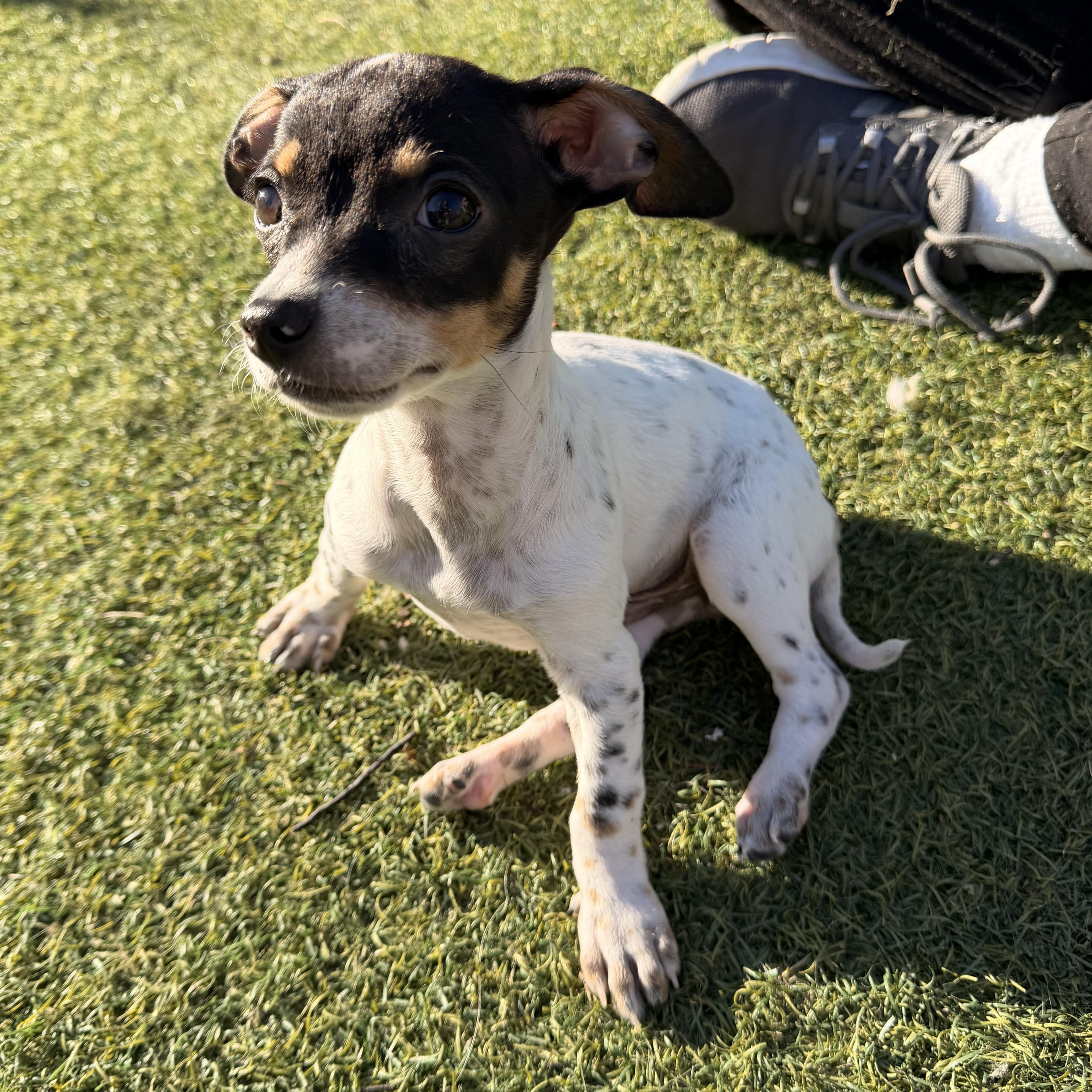Enlarge Sausage - The Pizza Litter, a ADOPTABLE mixed breed in Kentwood, MI image 2/6