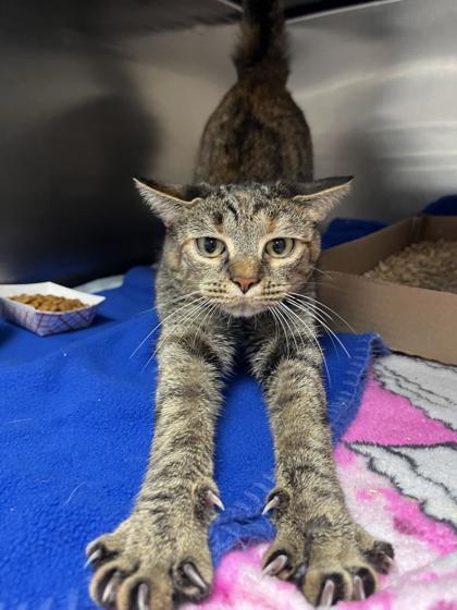 Cranberry Sauce, a Adoptable mixed breed in New Albany, IN image 1/3