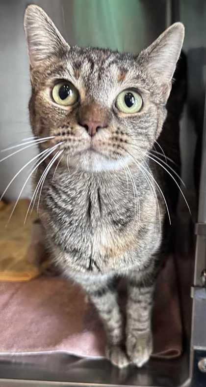 Cranberry Sauce, a Adoptable mixed breed in New Albany, IN image 2/3