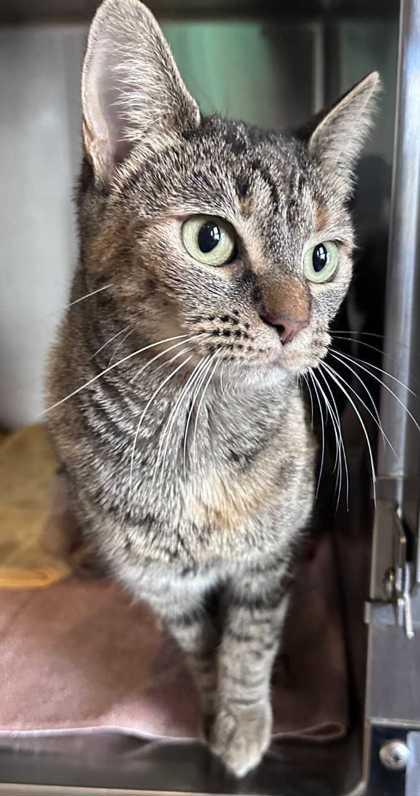 Cranberry Sauce, a Adoptable mixed breed in New Albany, IN image 3/3