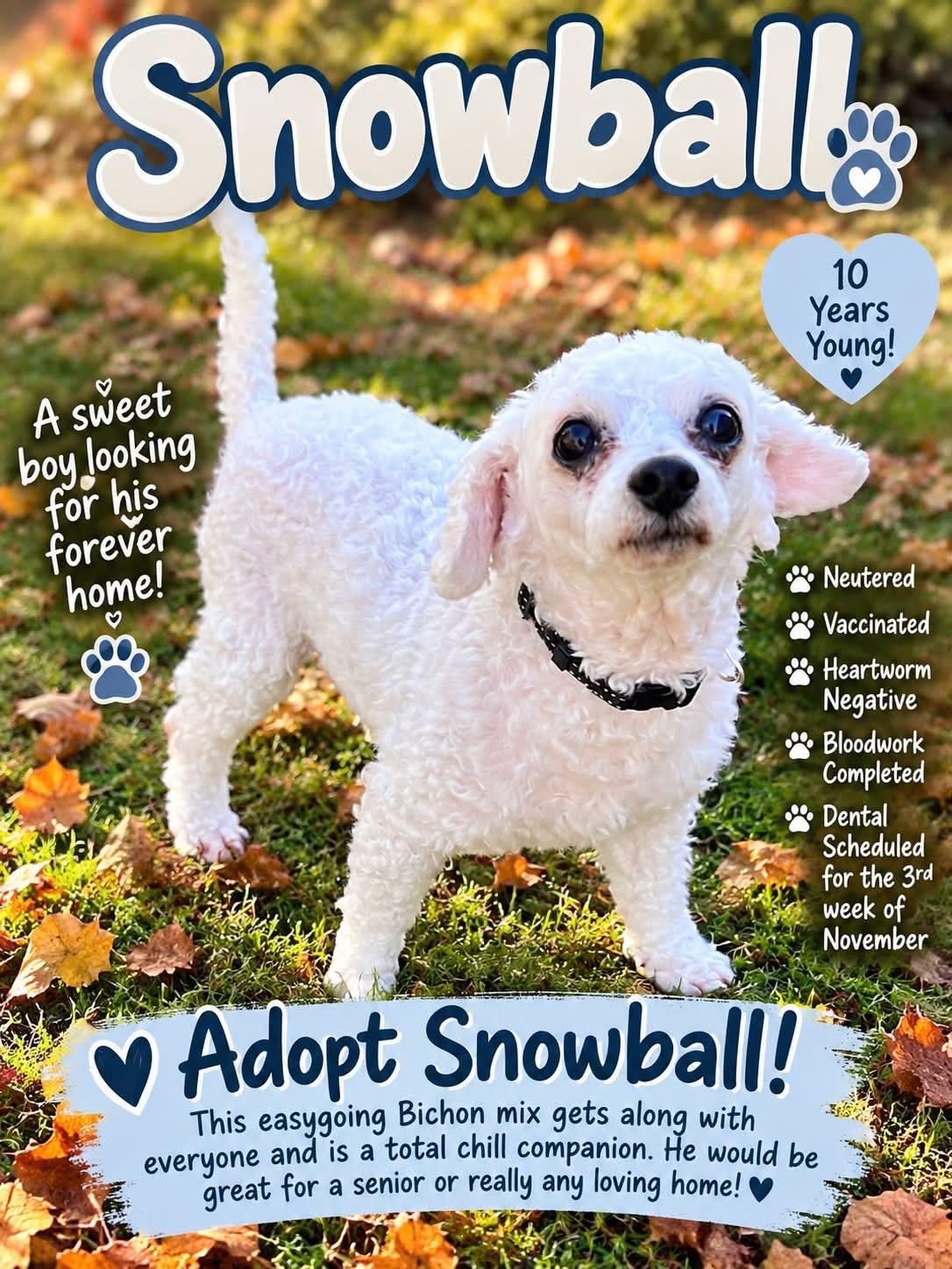 Snowball, Adoptable, Senior Male Bichon Frise.
