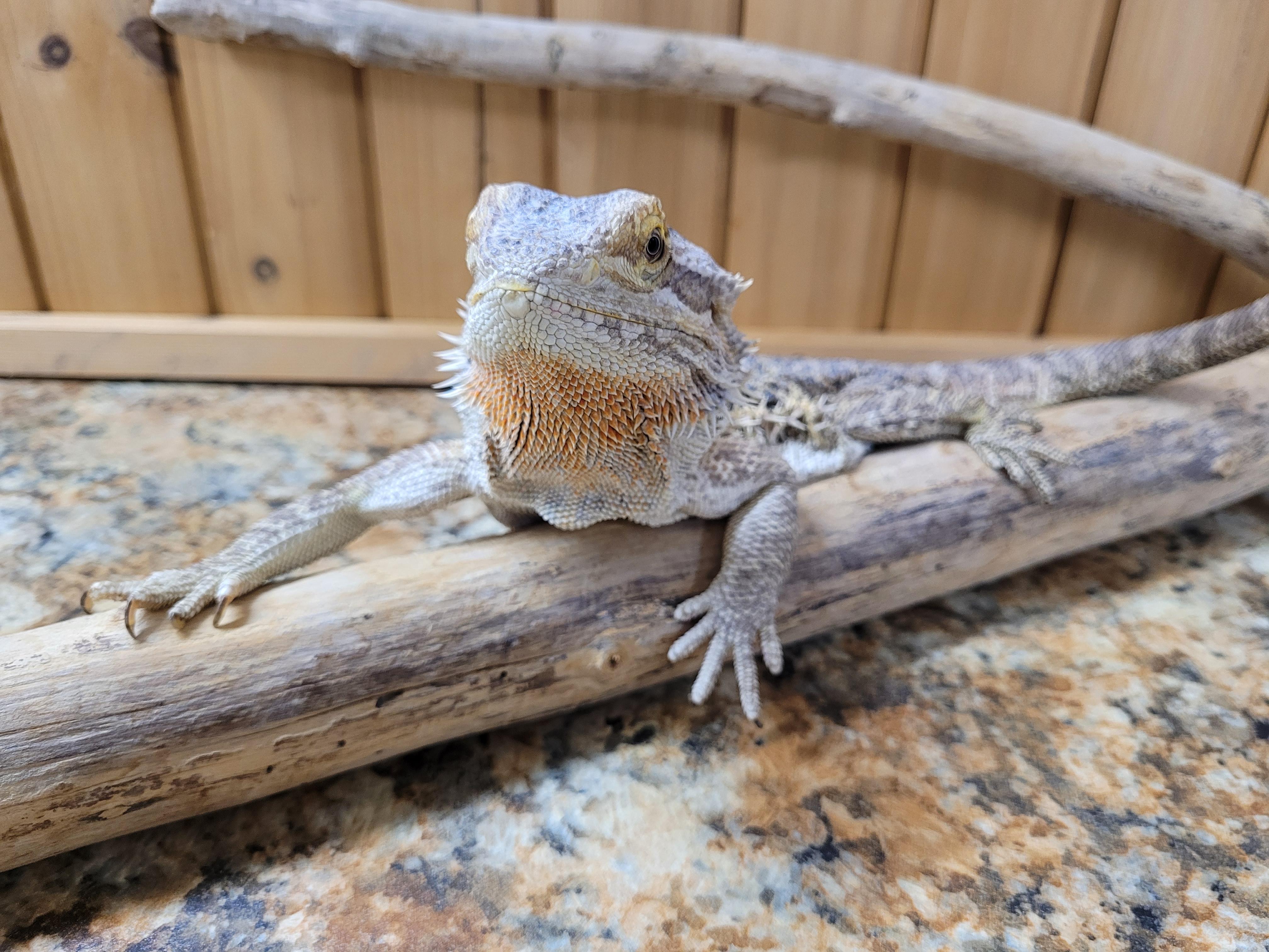 Sally, Adoptable, Adult Female Bearded Dragon.