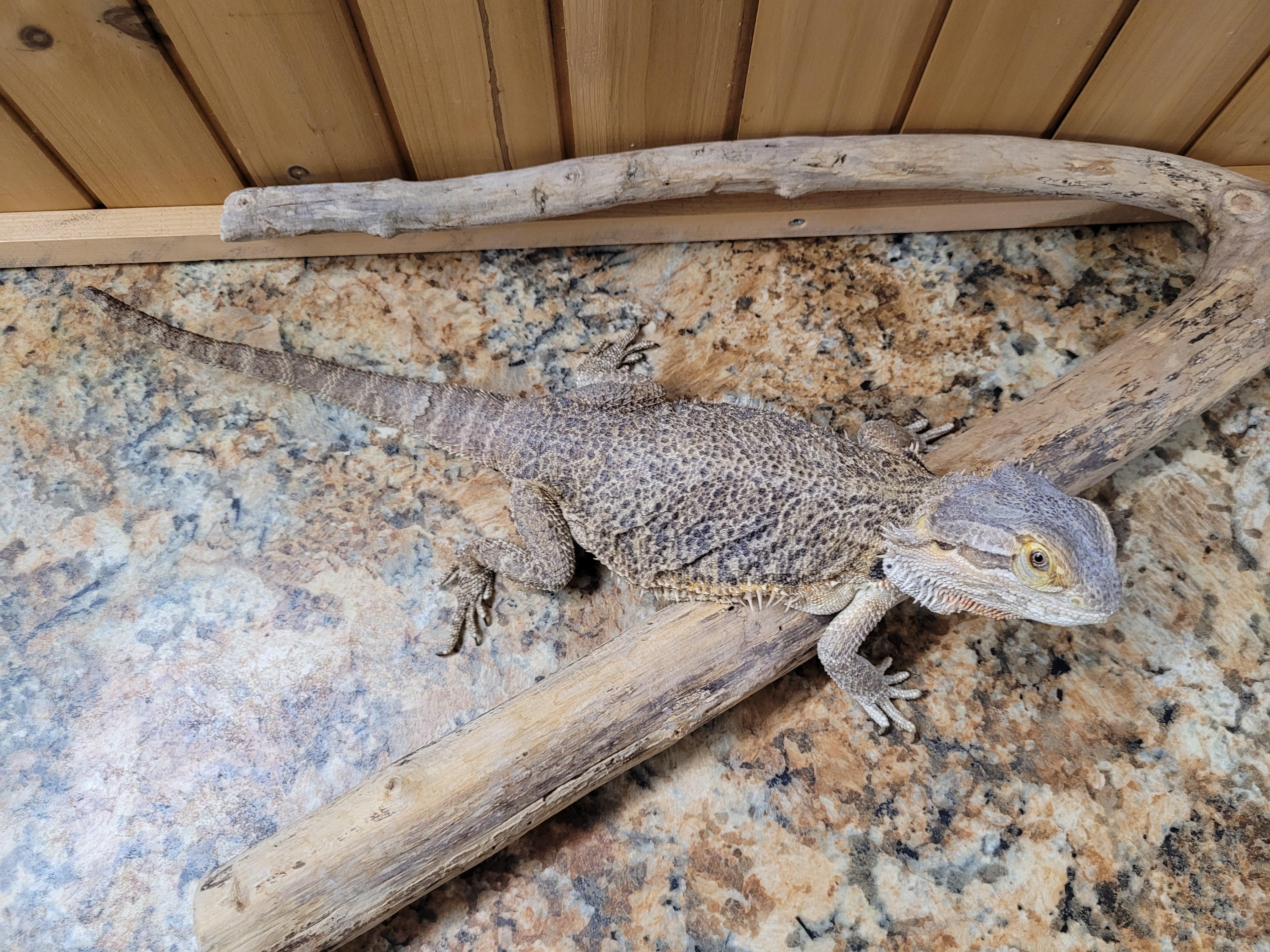 Sally, a Adoptable Bearded Dragon in Sheboygan Falls, WI image 2/5