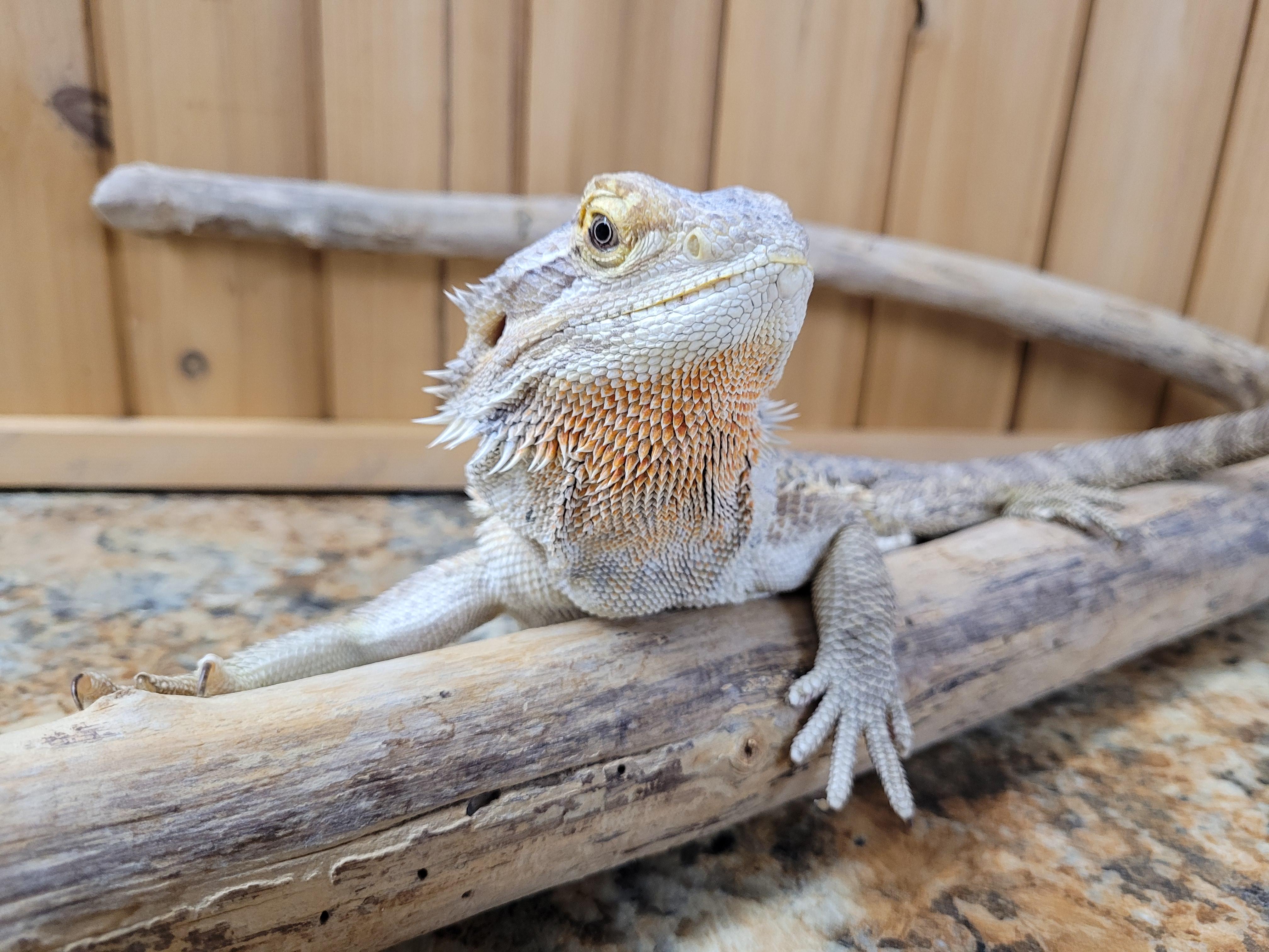 Sally, a Adoptable Bearded Dragon in Sheboygan Falls, WI image 3/5
